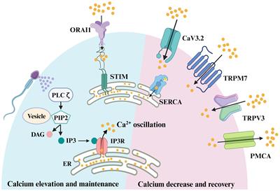 Calcium signaling in oocyte quality and functionality and its application